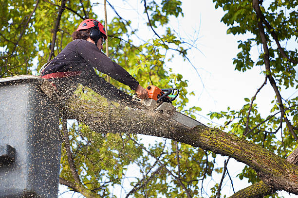 Emergency Storm Tree Removal in Luxora, AR